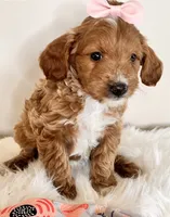 Fancy, a female Miniature Goldendoodle for sale in Ontario, OR – 1 of 2