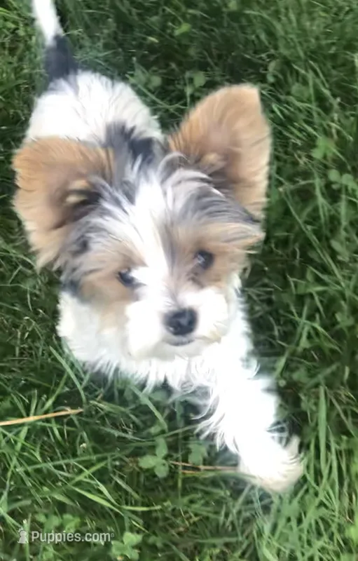 Andre – Yorkshire Terrier puppy for sale in Ontario, OR