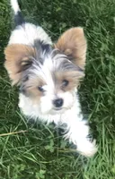 Andre, a male Yorkshire Terrier for sale in Ontario, OR – 1 of 3