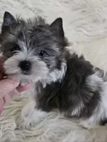 Cocoa , a female Yorkshire Terrier and Biewer for sale in Ontario, OR – 2 of 3