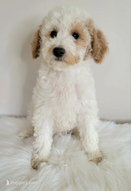 Toasted Marshmallow  – Miniature Goldendoodle puppy for sale in Ontario, OR