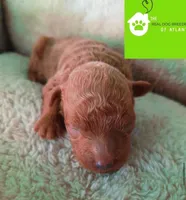 Daisy , a female Poodle - Miniature  for sale in Atlanta, GA – Photo 4 of 5