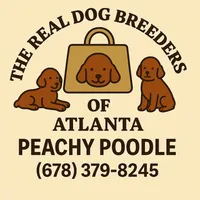 Daisy , a female Poodle - Miniature  for sale in Atlanta, GA – Photo 5 of 5