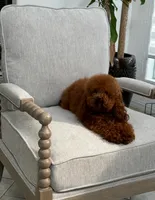 Tea cup Phantom , a female Poodle - Toy  for sale in Atlanta, GA – Photo 6 of 6