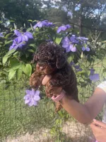 Tea cup Phantom , a female Poodle - Toy  for sale in Atlanta, GA – Photo 5 of 6