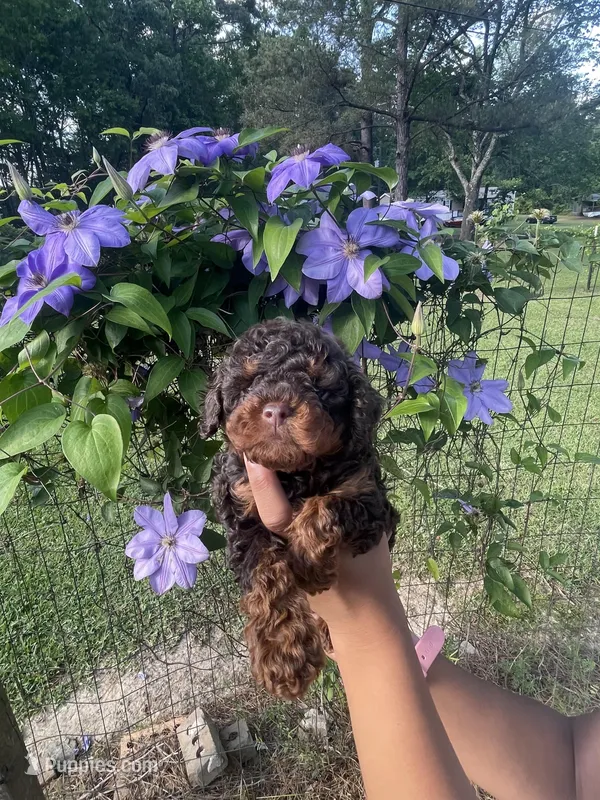 Tea cup Phantom  – Poodle - Toy  puppy for sale in Atlanta, GA