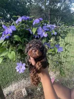 Tea cup Phantom , a female Poodle - Toy  for sale in Atlanta, GA – Photo 1 of 6