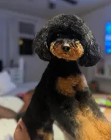 Tea cup Phantom , a female Poodle - Toy  for sale in Atlanta, GA – Photo 2 of 6