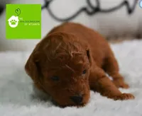 Charlie, a  Poodle - Miniature  for sale in Atlanta, GA – Photo 1 of 4