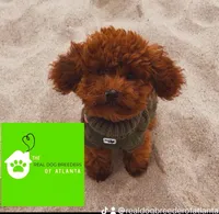 Charlie, a  Poodle - Miniature  for sale in Atlanta, GA – Photo 4 of 4