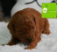 Charlie, a  Poodle - Miniature  for sale in Atlanta, GA – Photo 2 of 4