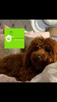 Rusty, a male Poodle - Miniature  for sale in Atlanta, GA – Photo 2 of 4
