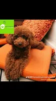 Rusty, a male Poodle - Miniature  for sale in Atlanta, GA – Photo 3 of 4