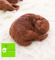 Rusty, a male Poodle - Miniature  for sale in Atlanta, GA – Photo 1 of 4