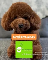 Charlie, a male Poodle - Toy  for sale in Atlanta, GA – Photo 5 of 5