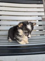 Sasha, a female Pembroke Welsh Corgi for sale in Leesburg, OH – 2 of 4