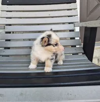 Stella, a female Pembroke Welsh Corgi for sale in Leesburg, OH – 3 of 4