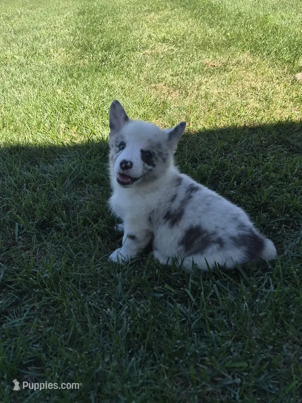 Toby – Pembroke Welsh Corgi puppy for sale in Leesburg, OH