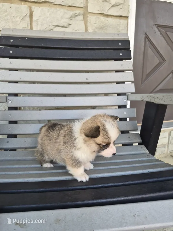 Trixie – Pembroke Welsh Corgi puppy for sale in Leesburg, OH