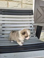Trixie, a female Pembroke Welsh Corgi for sale in Leesburg, OH – 1 of 4