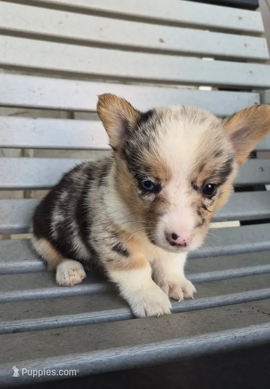 Samson  – Pembroke Welsh Corgi puppy for sale in Leesburg, OH