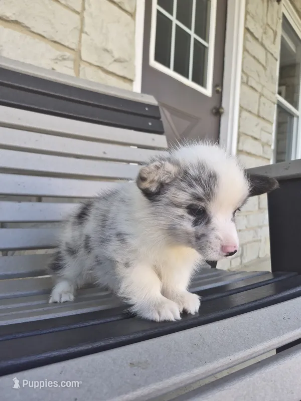 Tank – Pembroke Welsh Corgi puppy for sale in Leesburg, OH