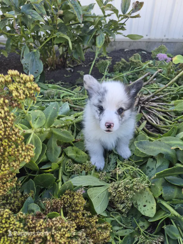Tank – Pembroke Welsh Corgi puppy for sale in Leesburg, OH