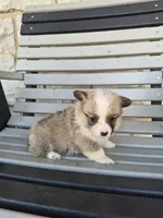 Trixie, a female Pembroke Welsh Corgi for sale in Leesburg, OH – 2 of 4