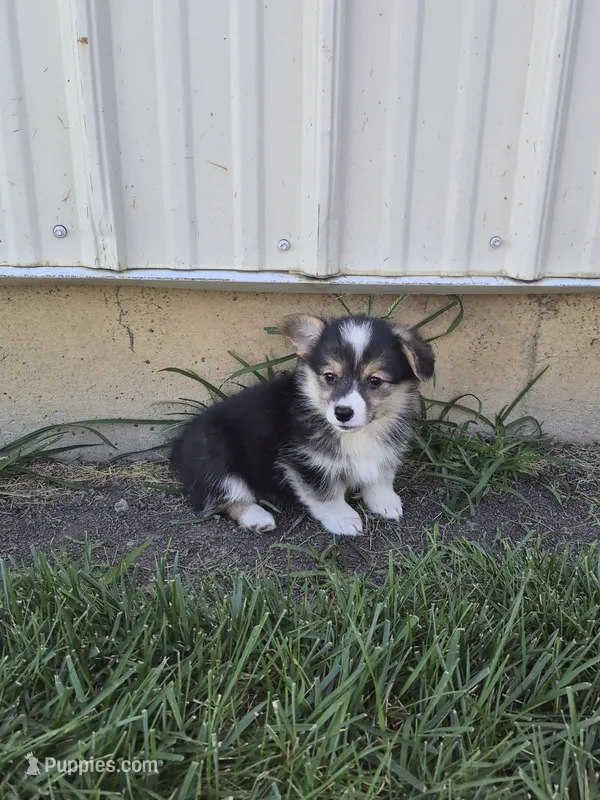 Sasha – Pembroke Welsh Corgi puppy for sale in Leesburg, OH