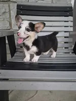 Sadie, a female Pembroke Welsh Corgi for sale in Leesburg, OH – 4 of 5
