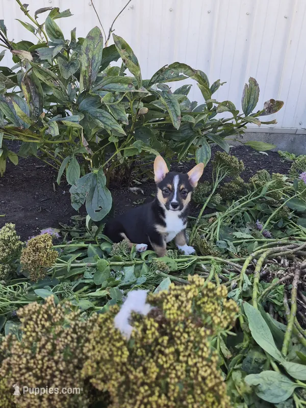 Sage – Pembroke Welsh Corgi puppy for sale in Leesburg, OH