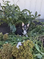 Sage, a female Pembroke Welsh Corgi for sale in Leesburg, OH – 2 of 5