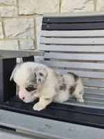 Toby, a male Pembroke Welsh Corgi for sale in Leesburg, OH – 2 of 5
