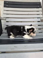 Sadie, a female Pembroke Welsh Corgi for sale in Leesburg, OH – 4 of 5