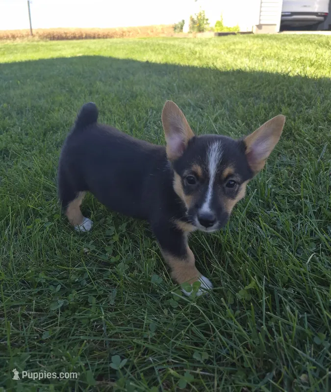 Sage – Pembroke Welsh Corgi puppy for sale in Leesburg, OH