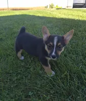 Sage, a female Pembroke Welsh Corgi for sale in Leesburg, OH – 1 of 5