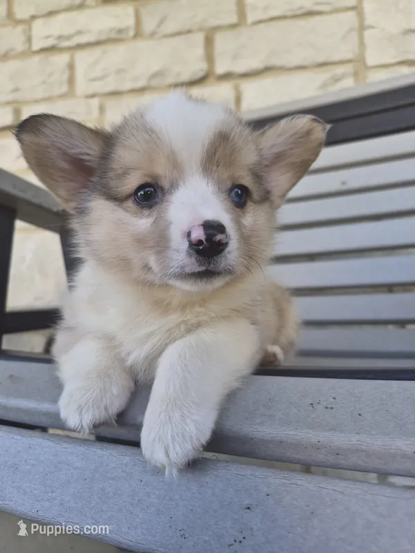 Tucker – Pembroke Welsh Corgi puppy for sale in Leesburg, OH