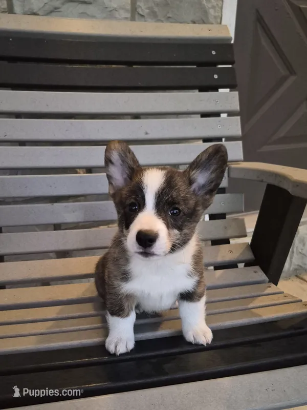 Thor – Pembroke Welsh Corgi puppy for sale in Leesburg, OH