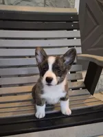 Thor, a male Pembroke Welsh Corgi for sale in Leesburg, OH – 1 of 5