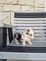 Stella, a female Pembroke Welsh Corgi for sale in Leesburg, OH – 2 of 4