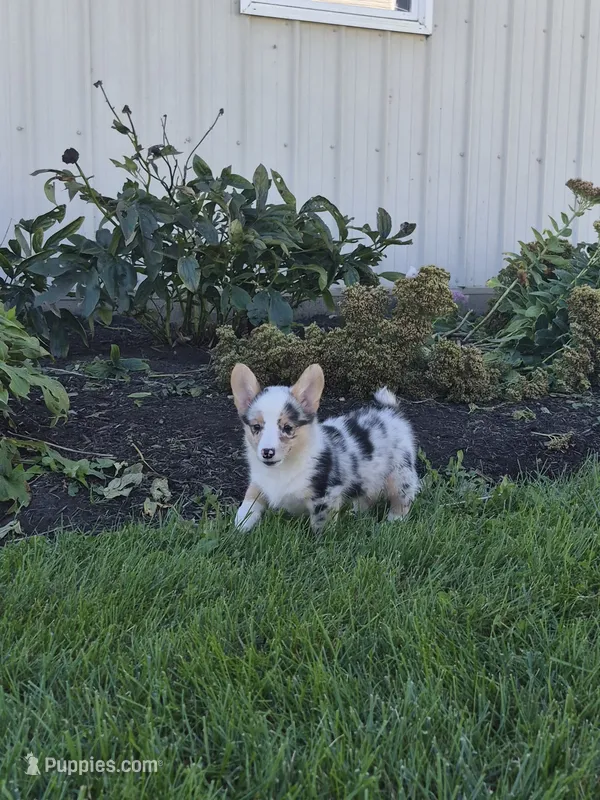 Stella – Pembroke Welsh Corgi puppy for sale in Leesburg, OH