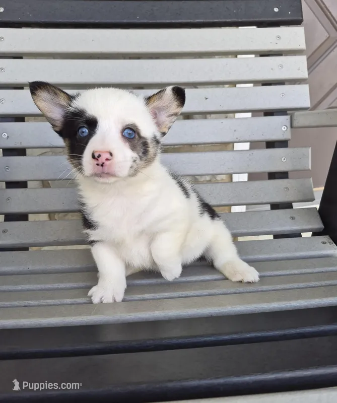 Skye – Pembroke Welsh Corgi puppy for sale in Leesburg, OH