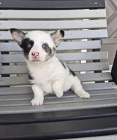 Skye, a female Pembroke Welsh Corgi for sale in Leesburg, OH – Photo 1 of 5