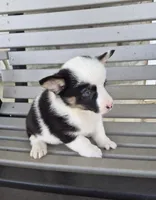 Skye, a female Pembroke Welsh Corgi for sale in Leesburg, OH – Photo 5 of 5