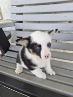 Skye, a female Pembroke Welsh Corgi for sale in Leesburg, OH – Photo 3 of 5