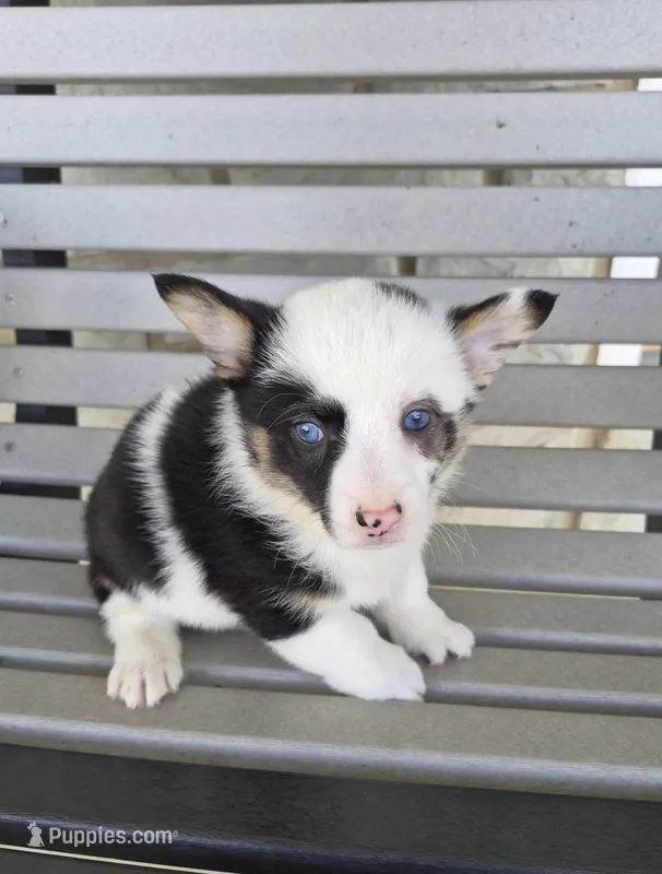 Skye – Pembroke Welsh Corgi puppy for sale in Leesburg, OH