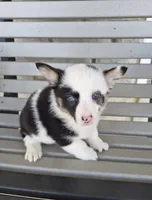 Skye, a female Pembroke Welsh Corgi for sale in Leesburg, OH – Photo 2 of 5