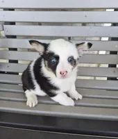 Skye, a female Pembroke Welsh Corgi for sale in Leesburg, OH – Photo 4 of 5