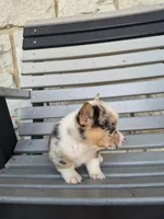 Samson , a male Pembroke Welsh Corgi for sale in Leesburg, OH – 5 of 5