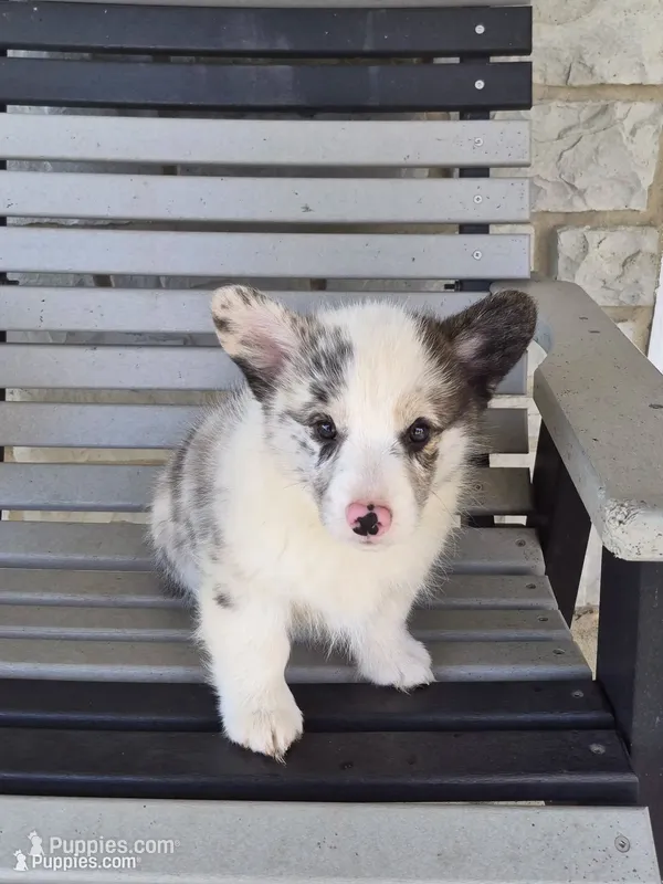 Pepper – Pembroke Welsh Corgi puppy for sale in Leesburg, OH